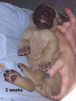 Pup 2 Fawn Boy Phase Keoke, photo 23