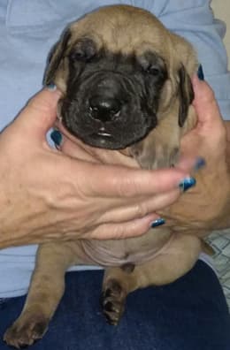 Pup 2 Fawn Boy Phase Keoke, photo 24