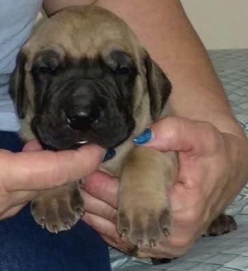 Pup 2 Fawn Boy Phase Keoke, photo 26