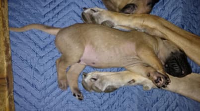 Pup 2 Fawn Boy Phase Keoke, photo 28