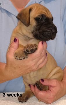 Pup 2 Fawn Boy Phase Keoke, photo 18
