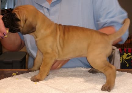 Pup 2 Fawn Boy Phase Keoke, photo 19