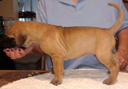 Pup 2 Fawn Boy Phase Keoke, photo 20