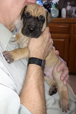 Pup 2 Fawn Boy Phase Keoke, photo 21