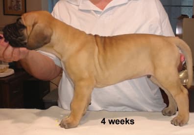 Pup 2 Fawn Boy Phase Keoke, photo 13