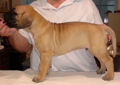 Pup 2 Fawn Boy Phase Keoke, photo 16