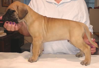 Pup 2 Fawn Boy Phase Keoke, photo 14