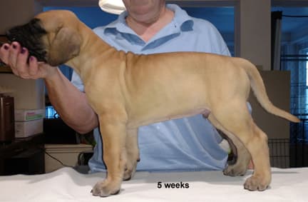 Pup 2 Fawn Boy Phase Keoke, photo 8