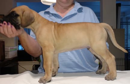 Pup 2 Fawn Boy Phase Keoke, photo 10