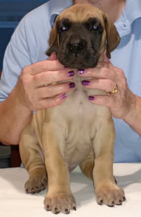 Pup 2 Fawn Boy Phase Keoke, photo 9