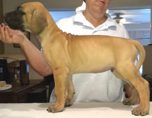 Pup 2 Fawn Boy Phase Keoke, photo 6