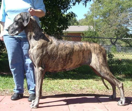 Clea, photo 4