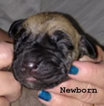 Pup 3 Fawn Boy Phase Keoke, photo 35