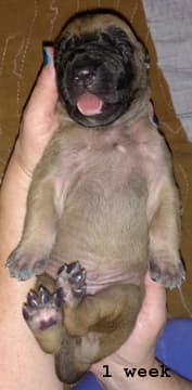 Pup 3 Fawn Boy Phase Keoke, photo 31