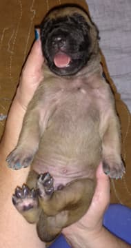 Pup 3 Fawn Boy Phase Keoke, photo 32
