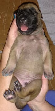 Pup 3 Fawn Boy Phase Keoke, photo 33