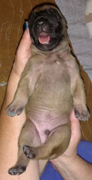 Pup 3 Fawn Boy Phase Keoke, photo 34