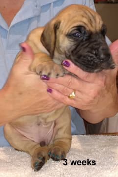 Pup 3 Fawn Boy Phase Keoke, photo 20