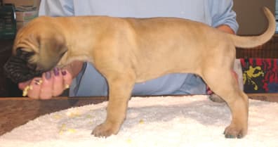 Pup 3 Fawn Boy Phase Keoke, photo 21