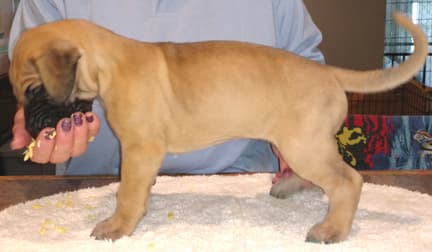 Pup 3 Fawn Boy Phase Keoke, photo 22