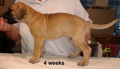 Pup 3 Fawn Boy Phase Keoke, photo 14