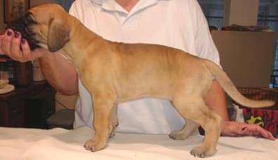 Pup 3 Fawn Boy Phase Keoke, photo 15