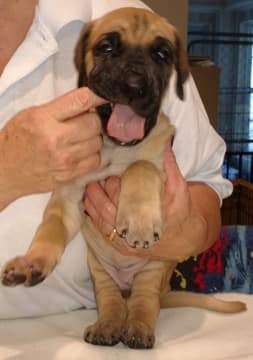 Pup 3 Fawn Boy Phase Keoke, photo 16