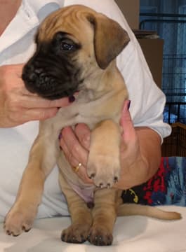 Pup 3 Fawn Boy Phase Keoke, photo 17