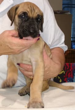 Pup 3 Fawn Boy Phase Keoke, photo 19
