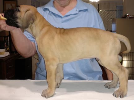 Pup 3 Fawn Boy Phase Keoke, photo 11