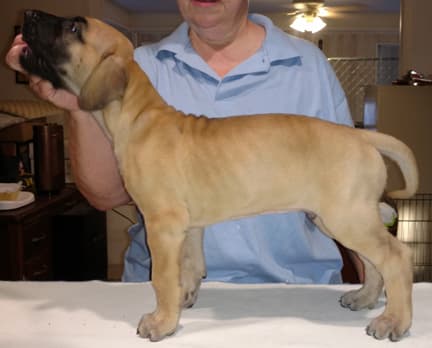 Pup 3 Fawn Boy Phase Keoke, photo 13