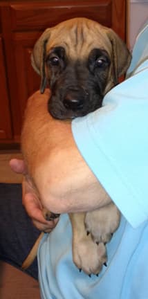 Pup 3 Fawn Boy Phase Keoke, photo 10