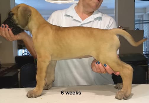 Pup 3 Fawn Boy Phase Keoke, photo 4