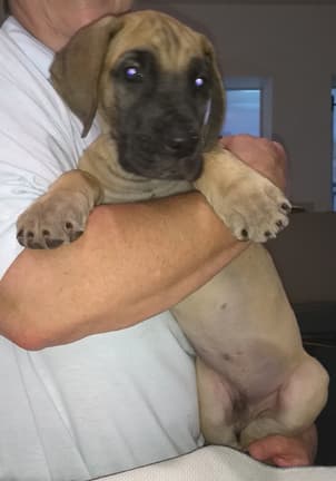 Pup 3 Fawn Boy Phase Keoke, photo 7