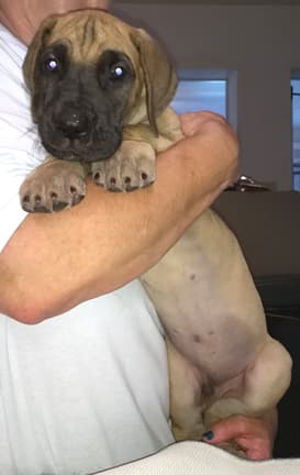 Pup 3 Fawn Boy Phase Keoke, photo 5