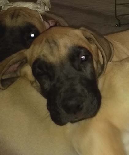 Pup 3 Fawn Boy Phase Keoke, photo 2