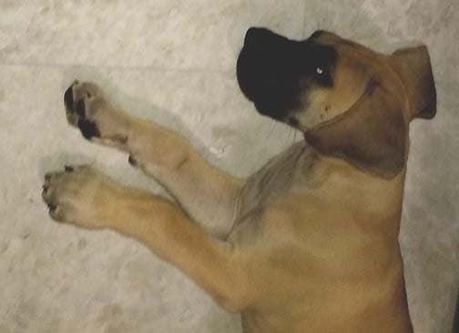 Pup 3 Fawn Boy Phase Keoke, photo 3