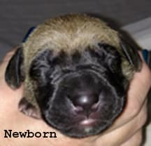 Pup 4 Fawn Girl Phase Keoke, photo 33