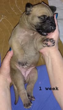 Pup 4 Fawn Girl Phase Keoke, photo 29
