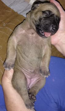 Pup 4 Fawn Girl Phase Keoke, photo 30