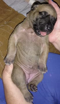 Pup 4 Fawn Girl Phase Keoke, photo 31