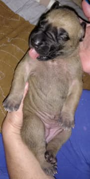 Pup 4 Fawn Girl Phase Keoke, photo 32