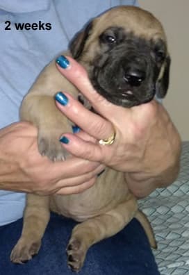 Pup 4 Fawn Girl Phase Keoke, photo 22