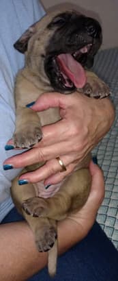 Pup 4 Fawn Girl Phase Keoke, photo 24