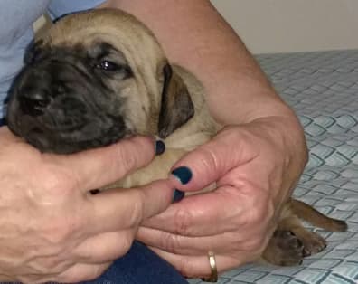 Pup 4 Fawn Girl Phase Keoke, photo 25