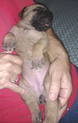 Pup 4 Fawn Girl Phase Keoke, photo 26