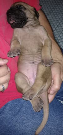 Pup 4 Fawn Girl Phase Keoke, photo 27