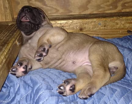 Pup 4 Fawn Girl Phase Keoke, photo 28