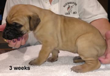 Pup 4 Fawn Girl Phase Keoke, photo 17