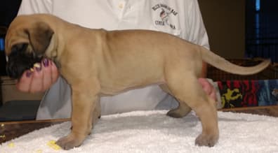 Pup 4 Fawn Girl Phase Keoke, photo 18